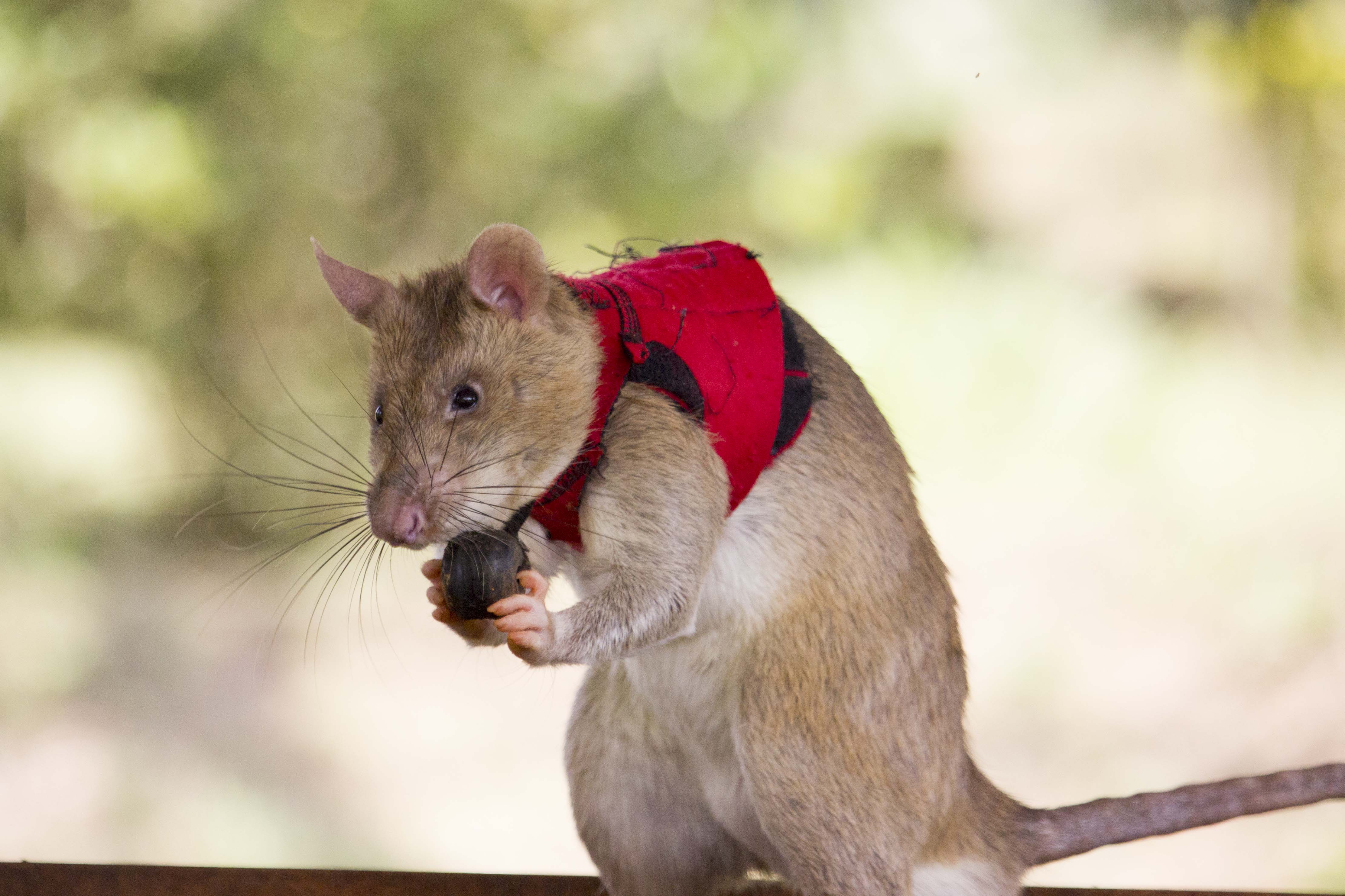 large brown rat standing on its hind legs, it is wearing a small red vest and holding a brown ball