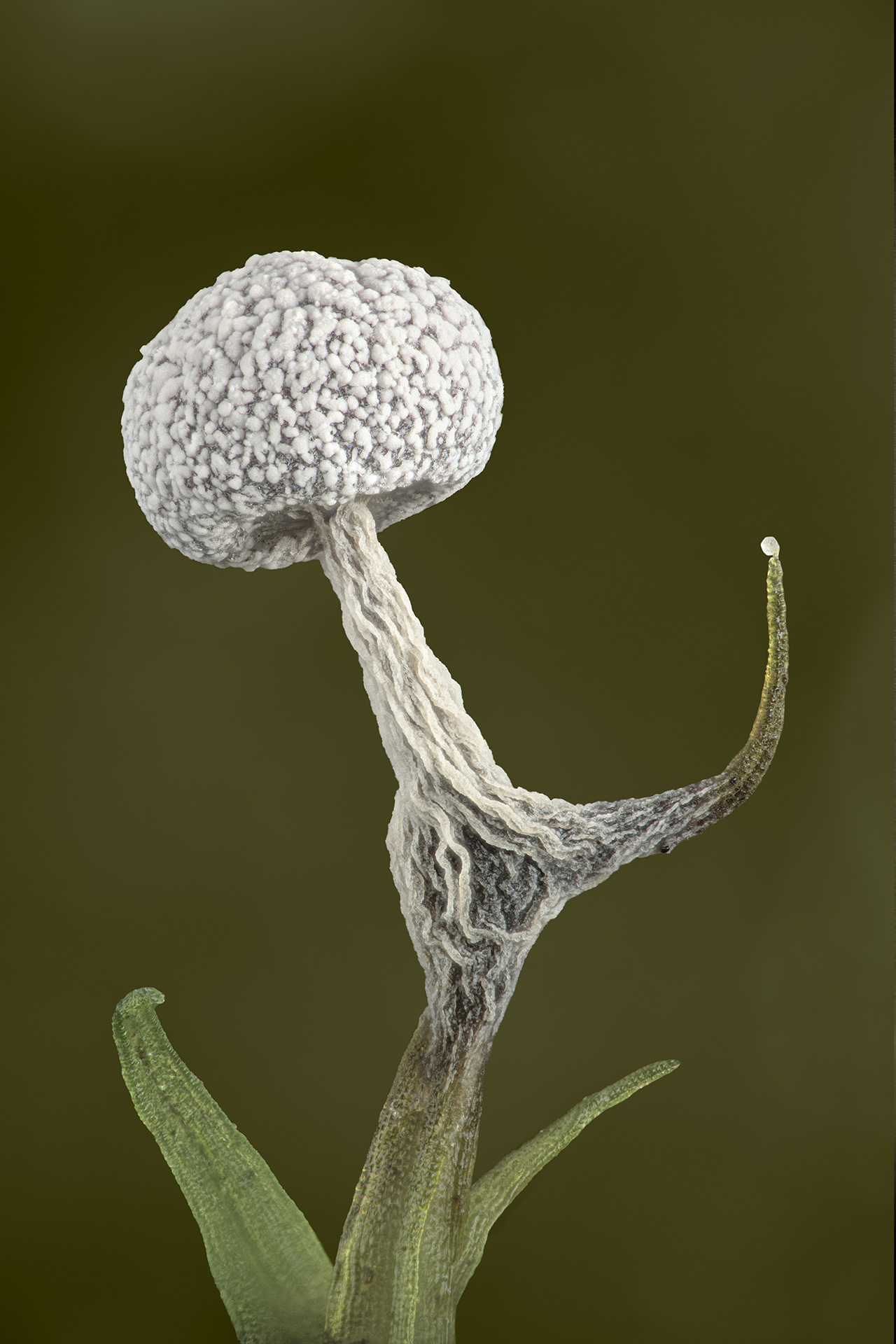 A white Physarum species of slime mould that resembles a fungi shape on a tip of moss. 