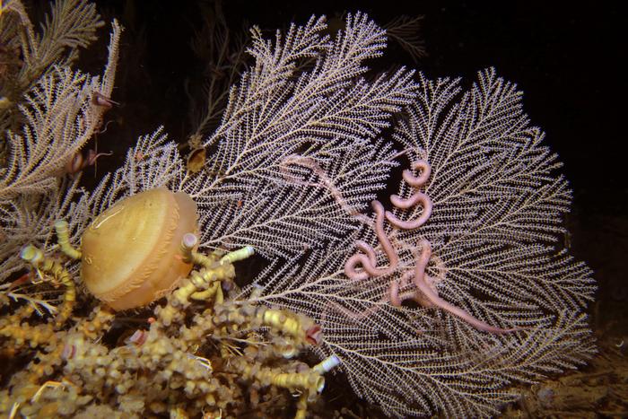 The coral Callogorgia delta alongside tubeworms and a clam