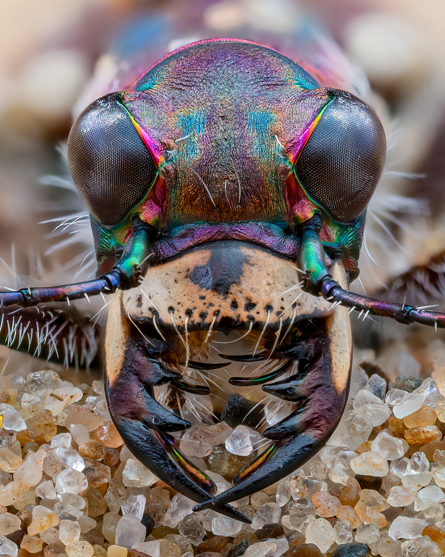 Incredible irridescent metallic head of a beetle with pincer jaws. 