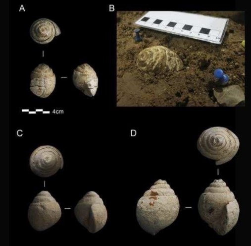 Marine fossils collected by Neanderthals