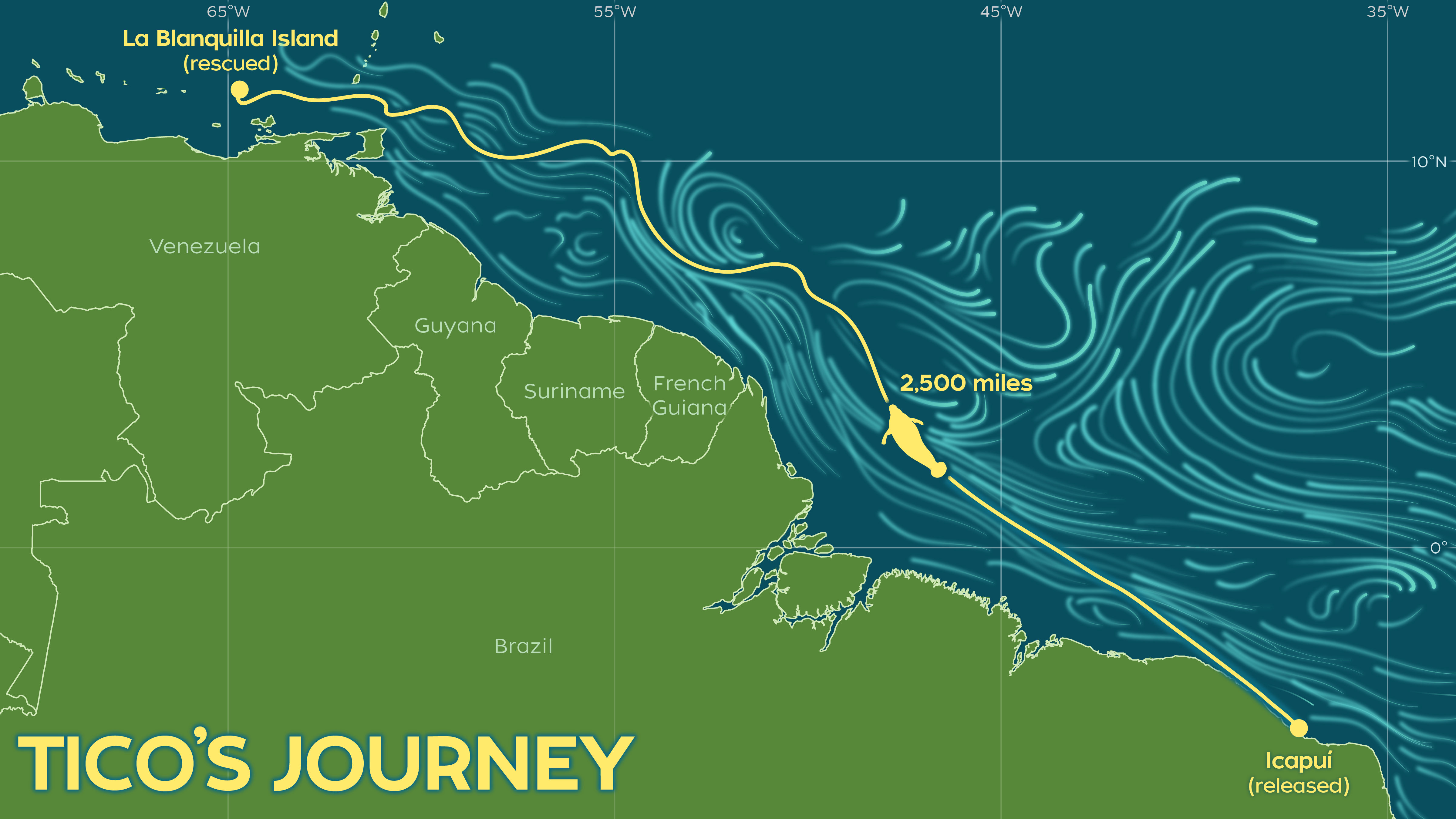 a graphic showing the land, currents and line in yellow of how far Tico swam