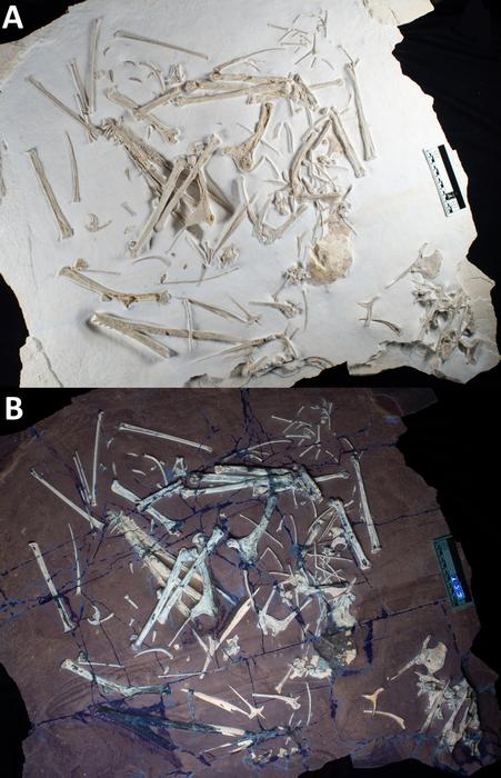 All the bones of the Skiphosoura bavarica type specimen. Remarkably, most have surivived uncrushed, yet they were rearanged and scrambled.