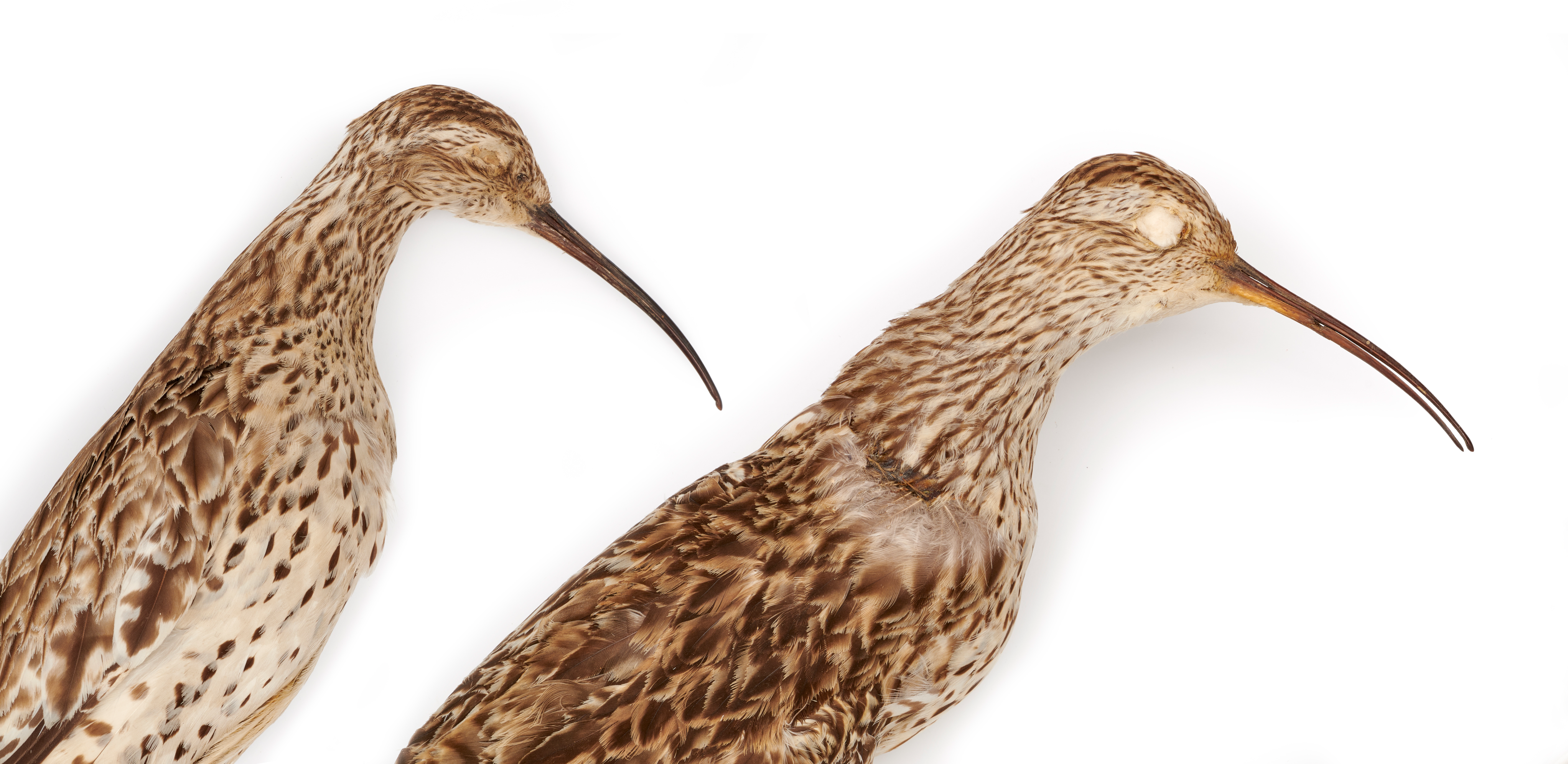 Things are looking down, not just for the now-extinct Slender-billed Curlew like these two specimens from the Natural History Museum, but other members of the curlew family