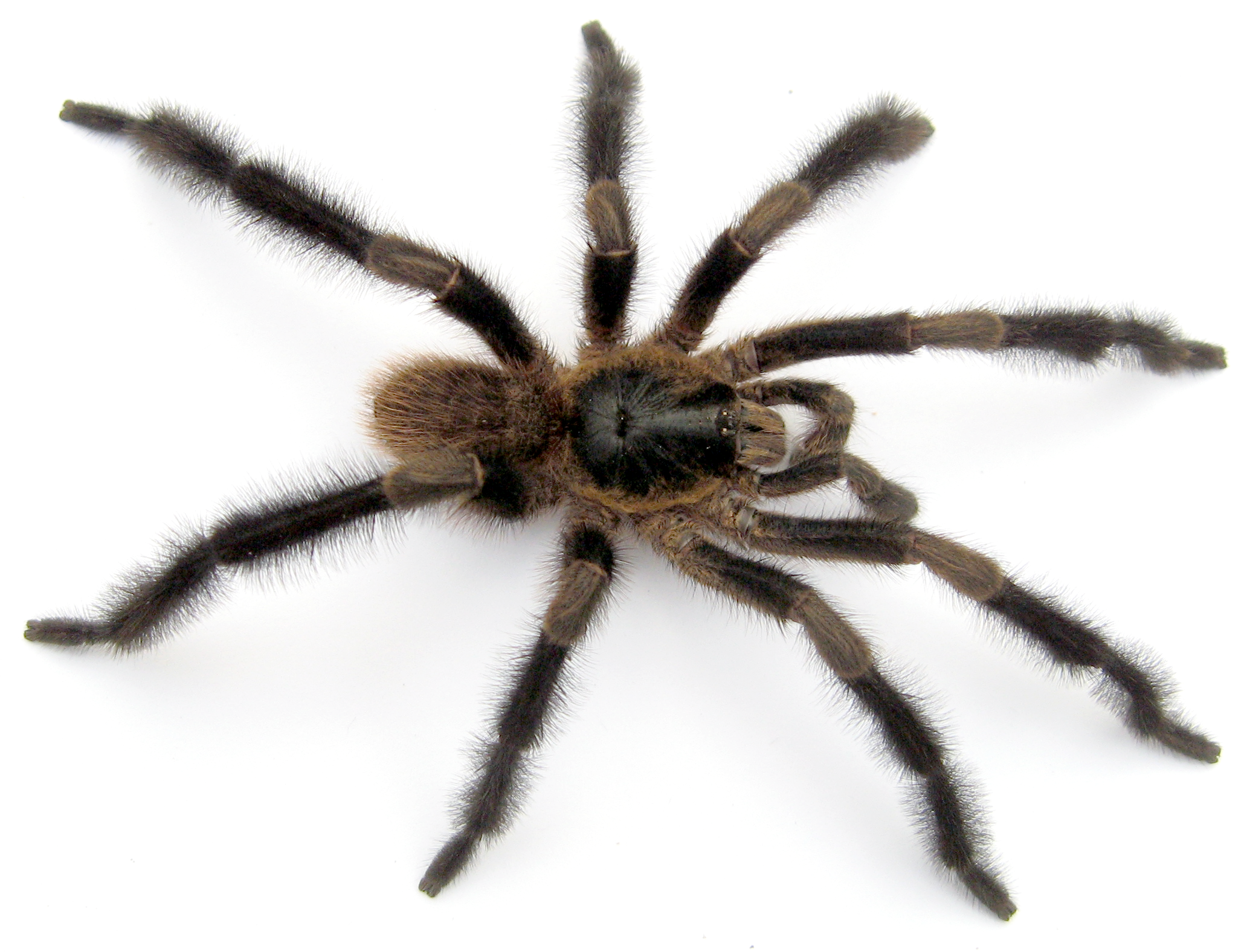 Black and brown tarantula on a white background with really fuzzy legs.