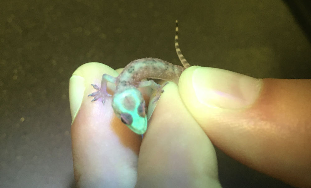 a small gecko glowing green under a blacklight due to biofluorescence