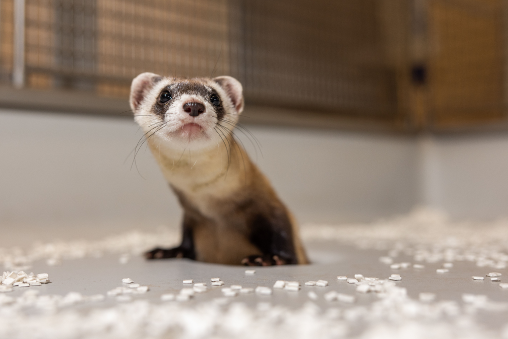 a black-footed ferret clone peeking through a hole, she has a white face with panda-like eyes