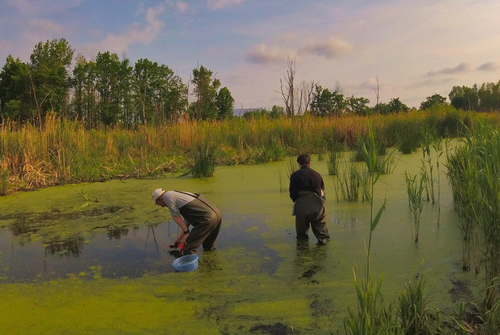 two researchers wading in a pond looking for frogs