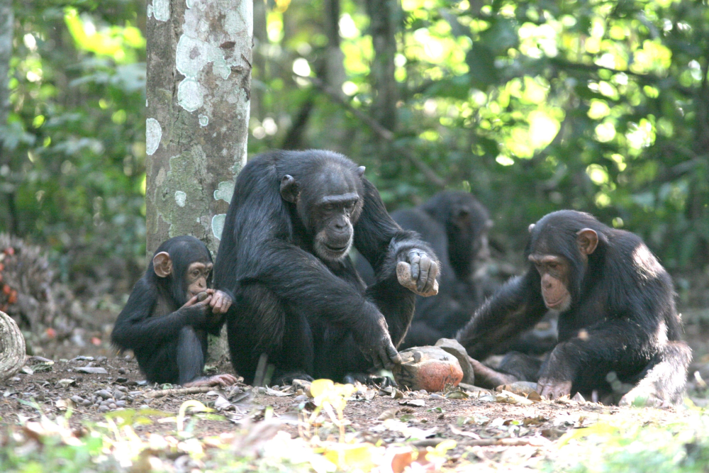 a group of chimpanzees cracking nuts