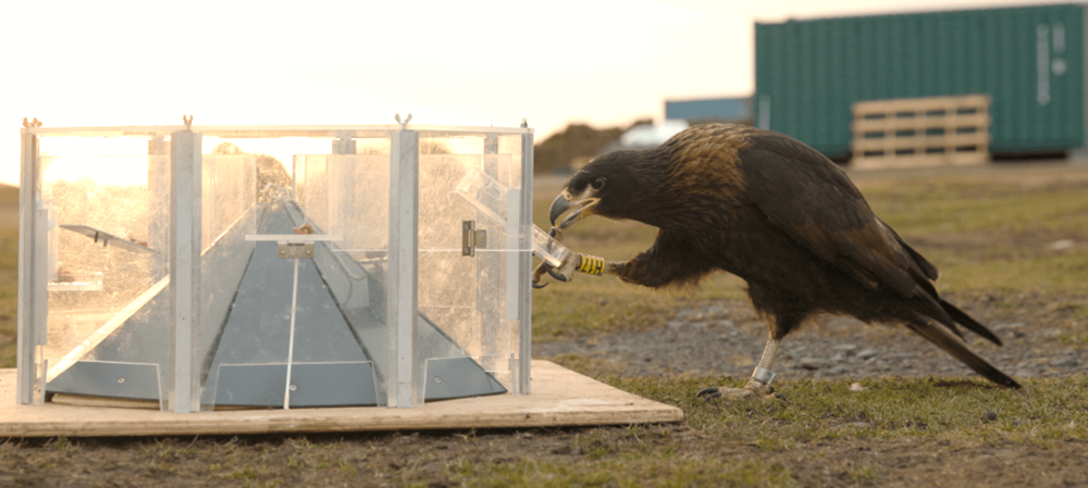 A striated caracaras tackling one of the boxes puzzles.