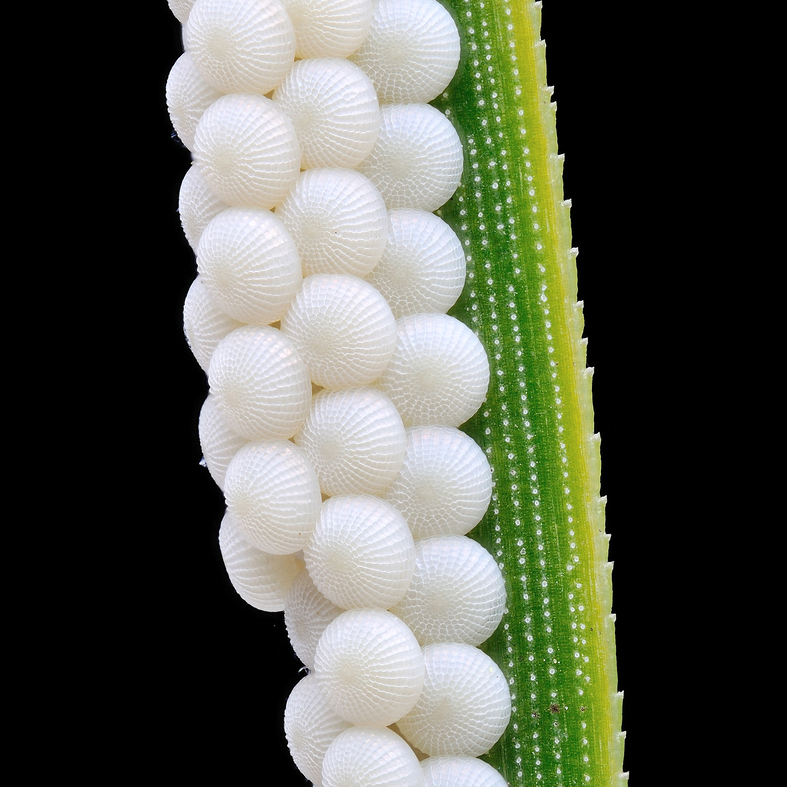 Beautiful white eggs on a bright green pine needle laid by a moth