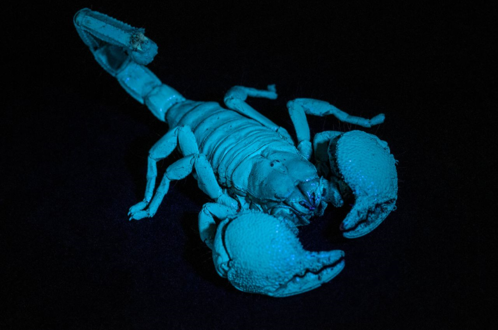 emperor scorpion glowing a greenish-blue under UV light because it is biofluorescent