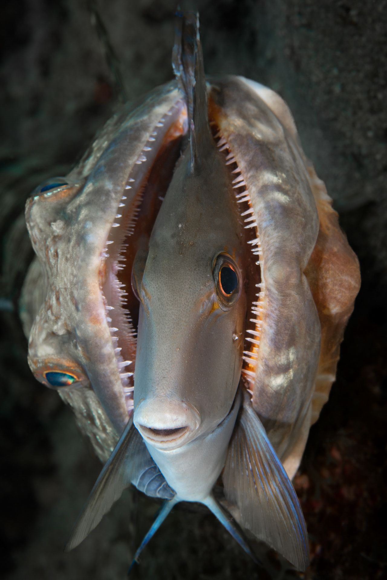 A small grey fish is trapped inside the mouth of a much larger fish with shark white teeth. The large fish is side on the the camera while the one in its jaws is directly facing.