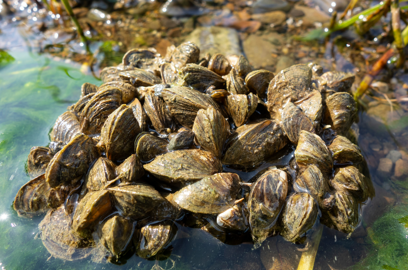 Freshwater mussels attached to a stone by the lake.