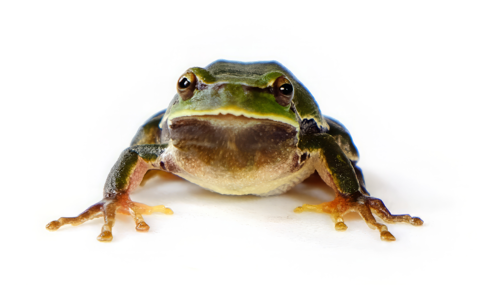 an isolated chernobyl tree frog with green body and dark arms