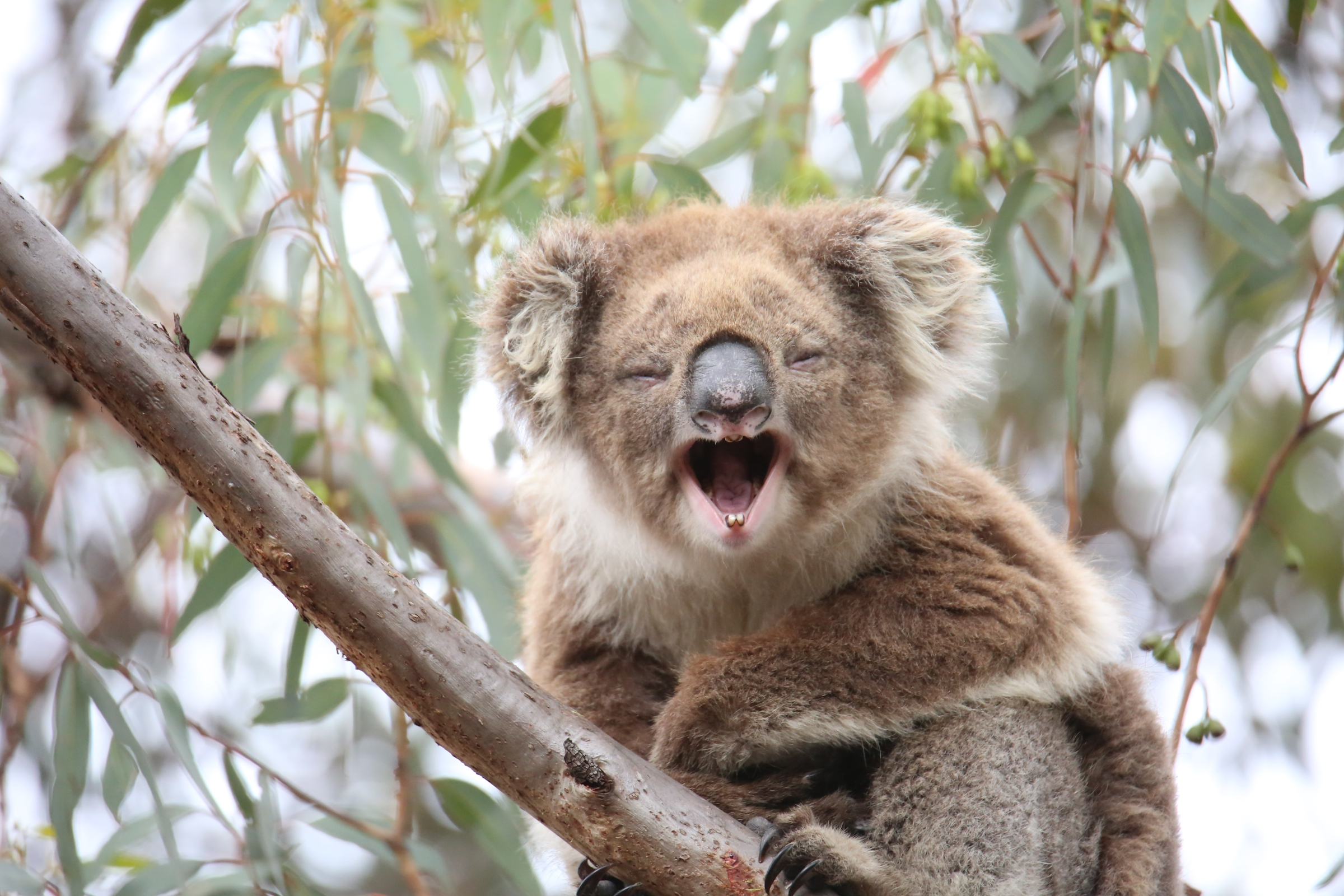 Is Koala Emma smiling because a new technique may save her, or snarling at annoying males?