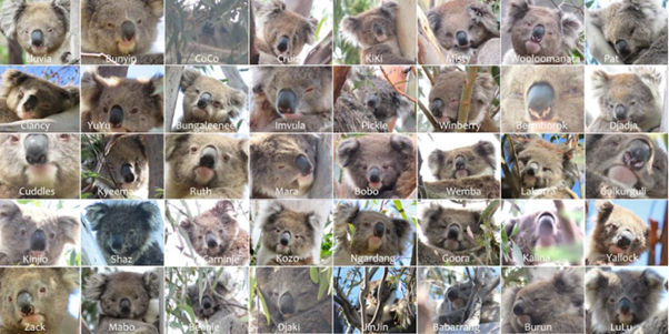 Because you probably could use 40 koala noses today.