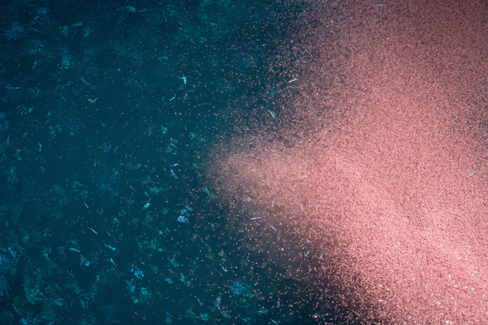 krill swarm in millions creating pink cloud in the water