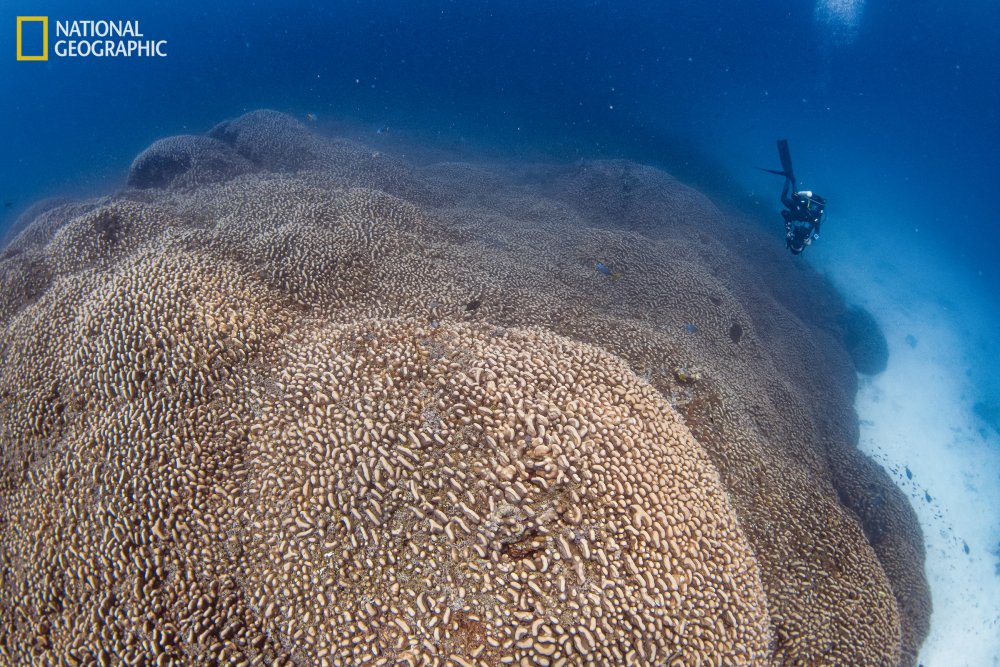 giant coral with a diver for scale