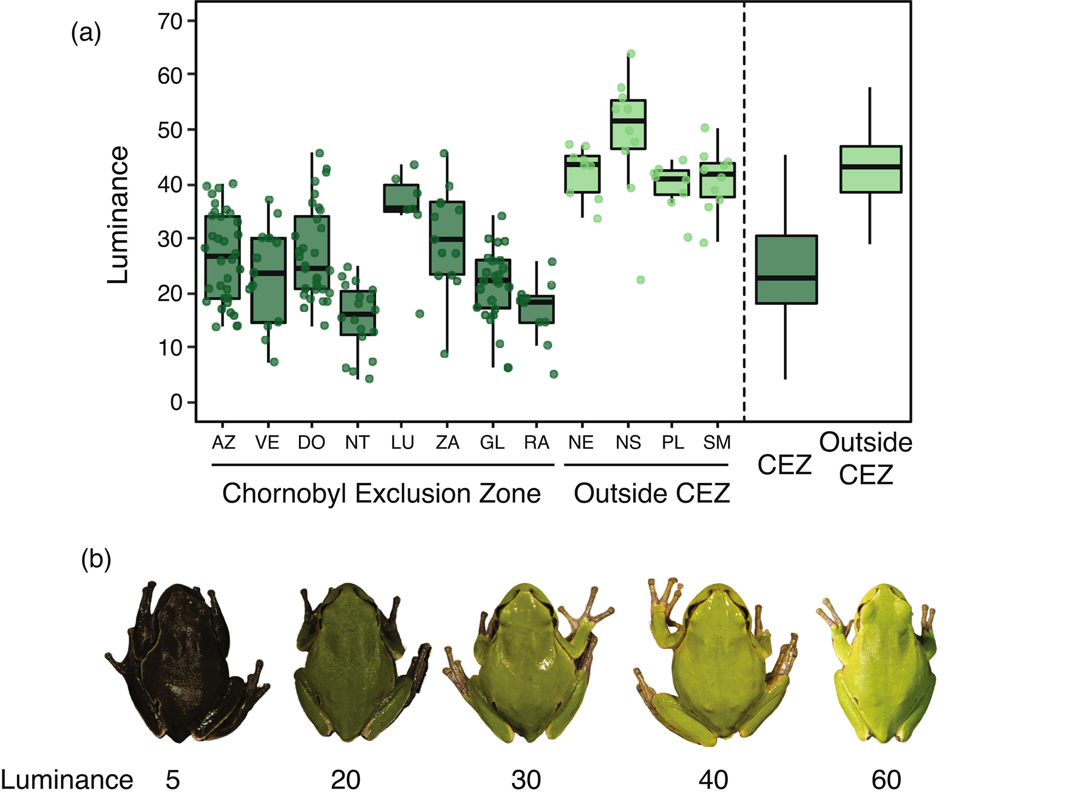 frogs living inside chernobyl exclusion zone have darker skin compared to those outside, due to melanism