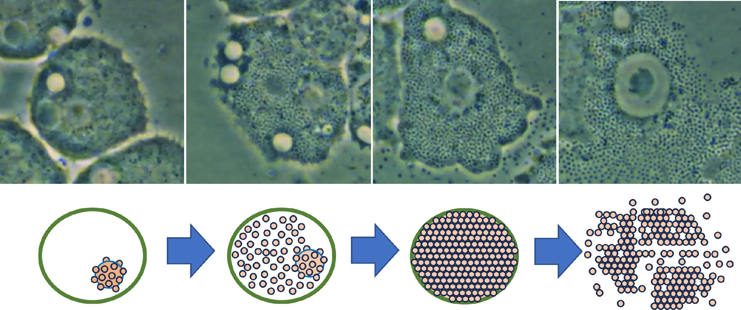 screenshots from a video of acanthamoeba infection by mimivirus