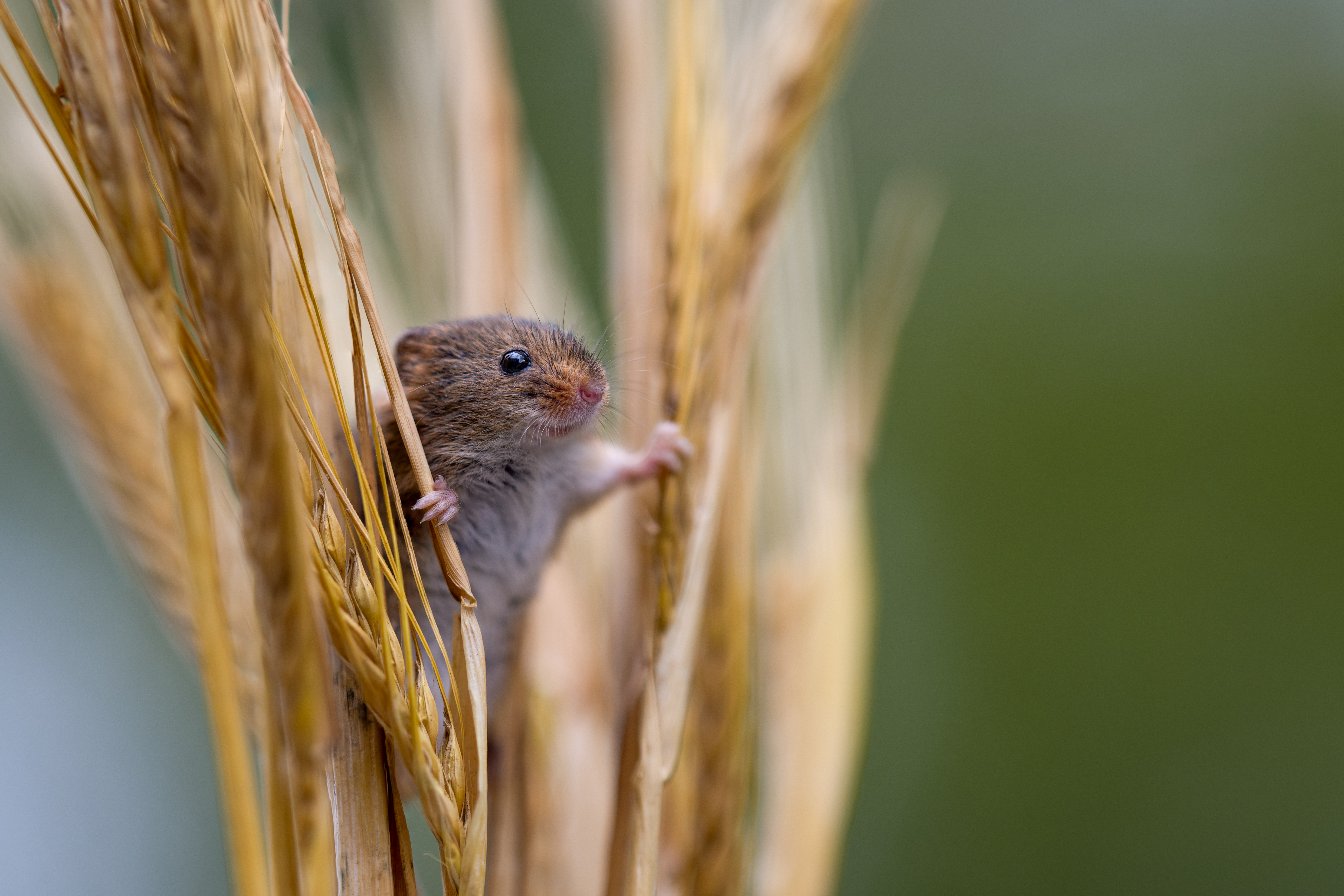 Tiny little harvest mouse peeps out from some wheat