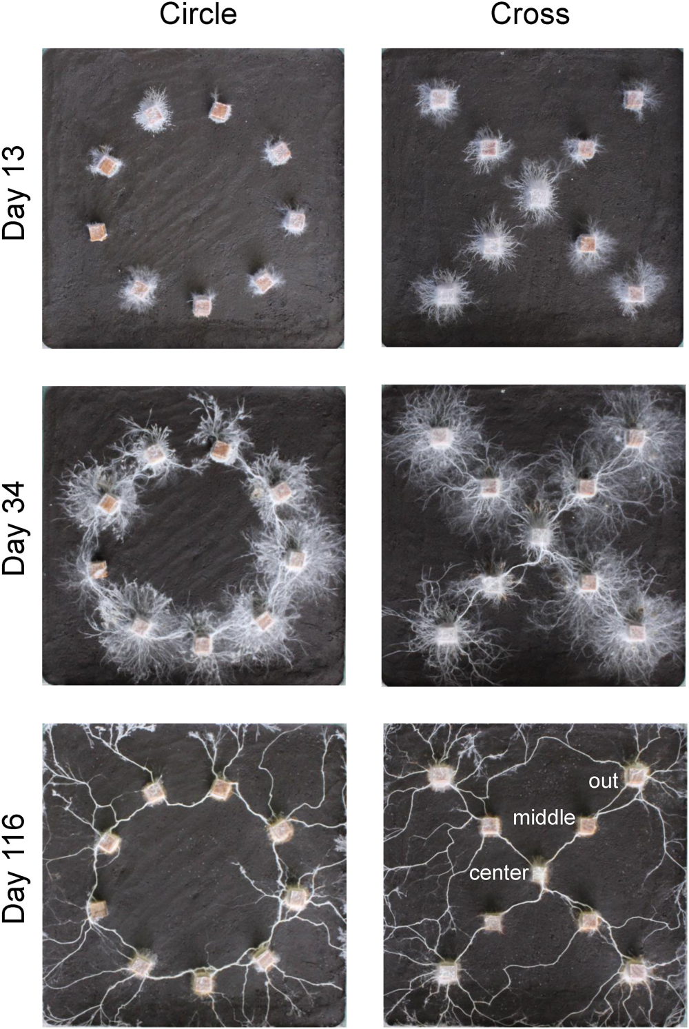 fungi mycelium networks growing in circle formations and then like a cross