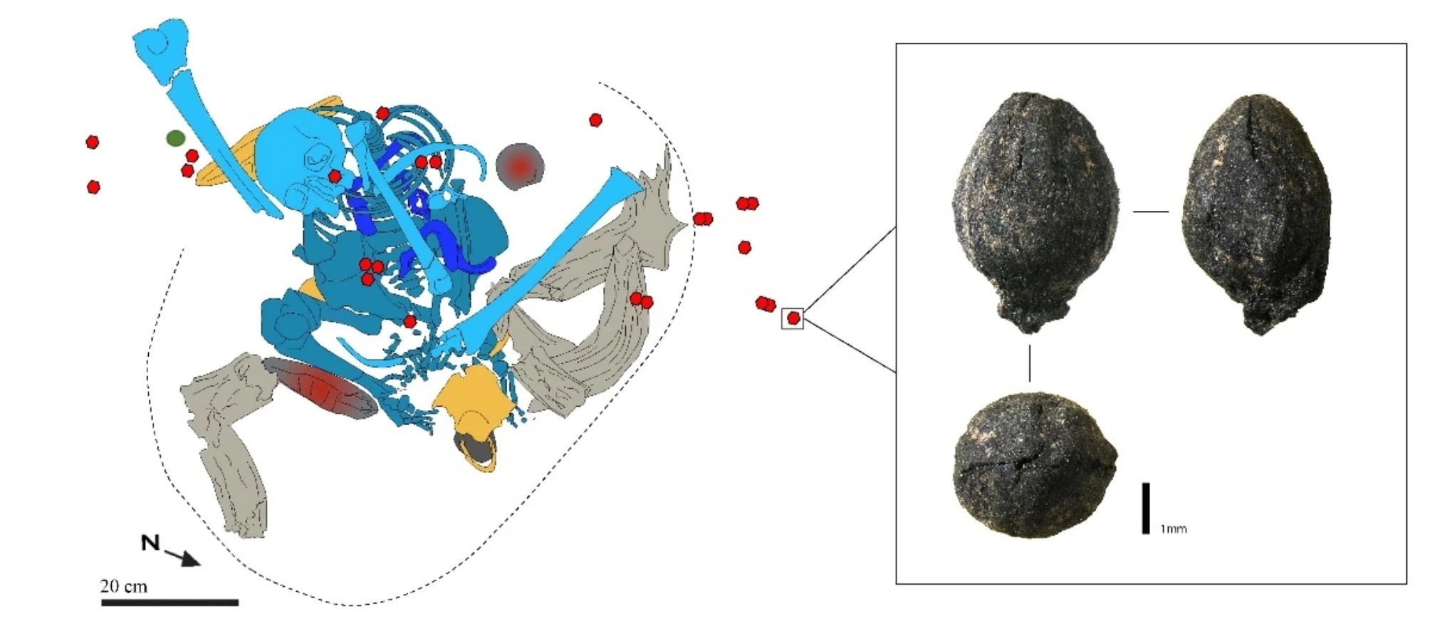 Illustration of Individual 14 (in blue) along with his Barbary sheep horn core (in grey), stone with ochre (in dark grey and red), animal bones (in yellow), and Ephedra plant bits (as red spots).