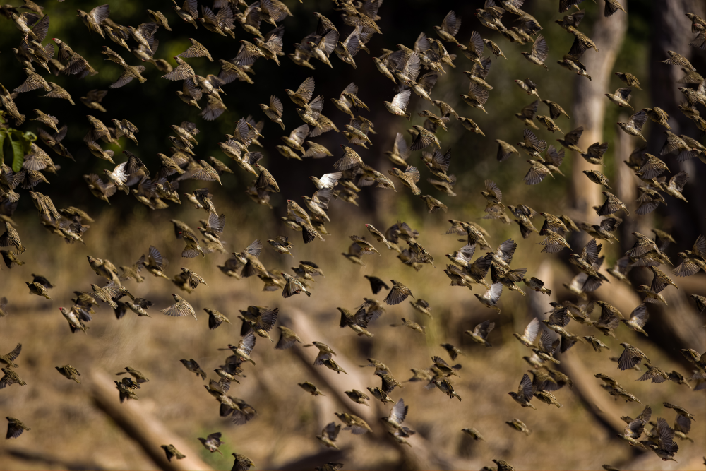 red billed quelea flock in millions