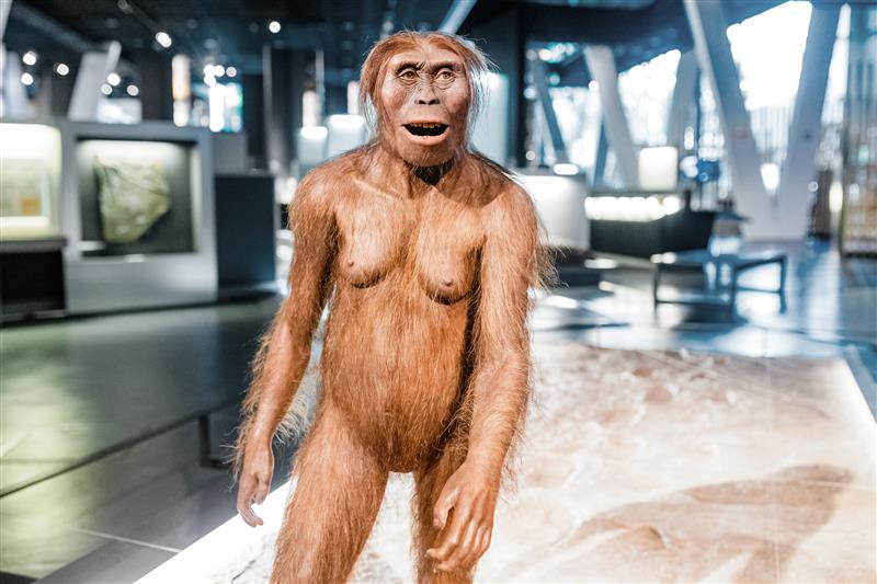 A model of Australopithecus, an ancient hominin, at a museum exhibition in Barcelona, Spain.