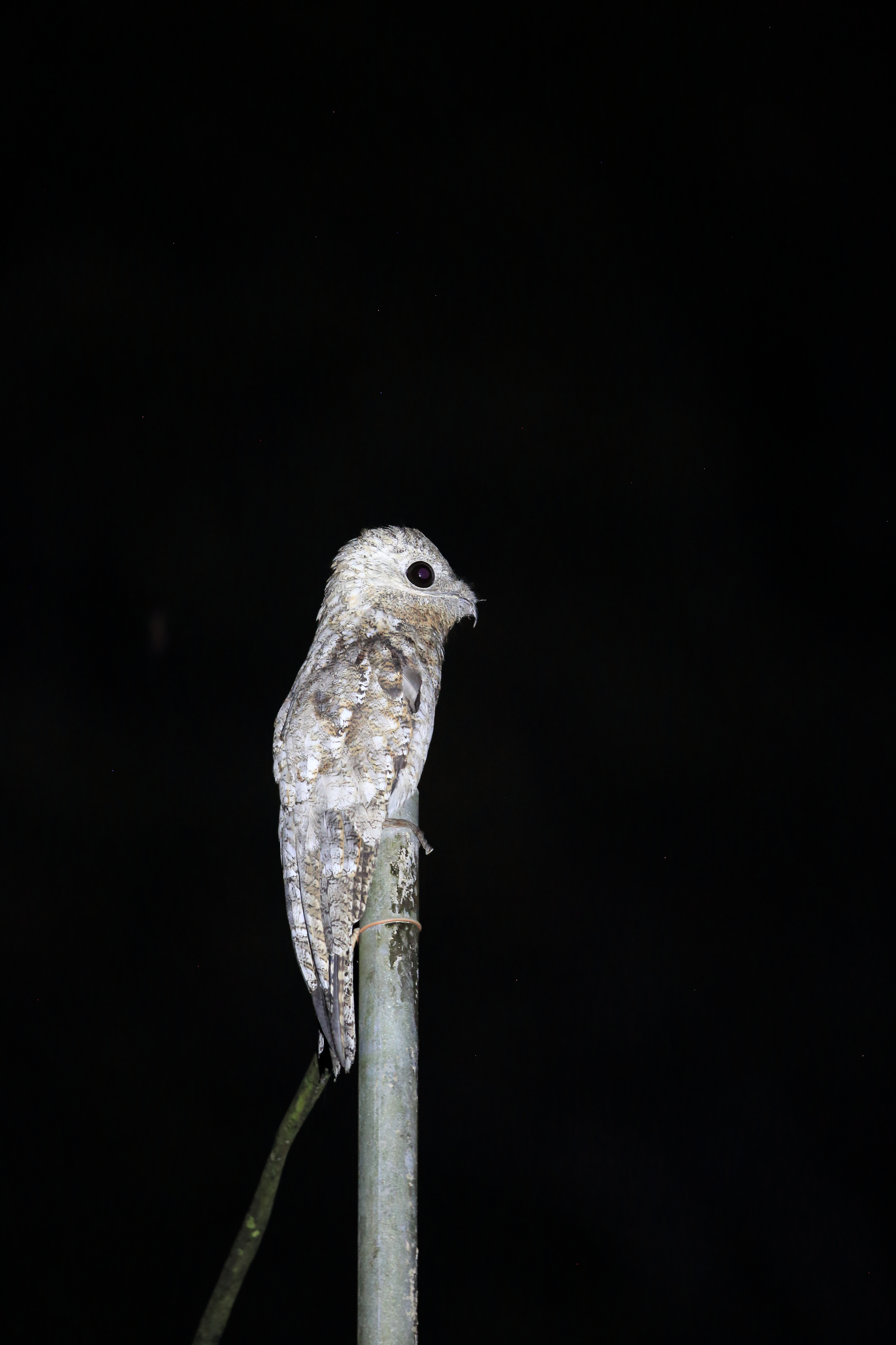 A great potoo sat on a pole at night with enormous pitch black eyes.