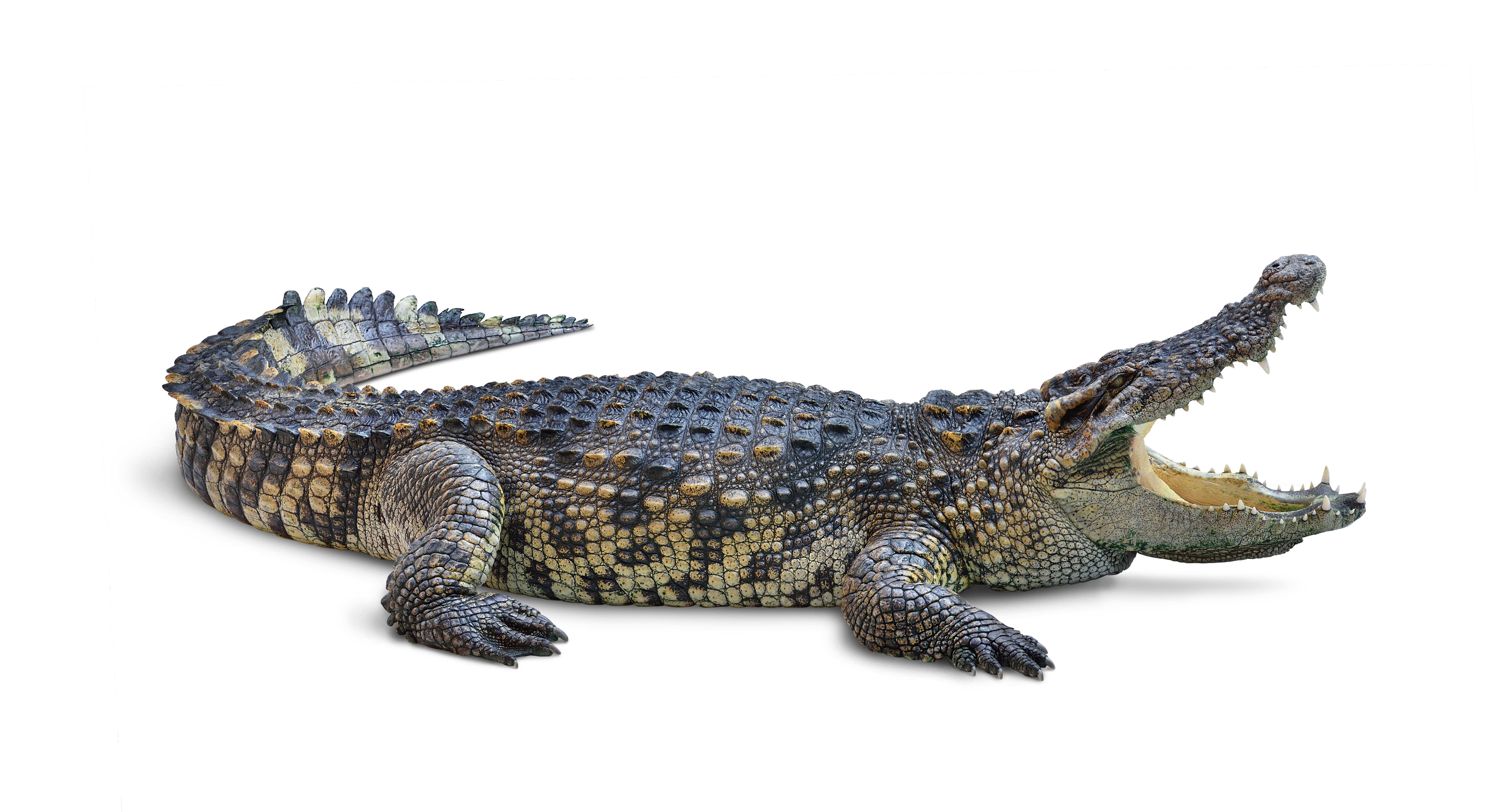 Large crocodile on a white background with jaws open