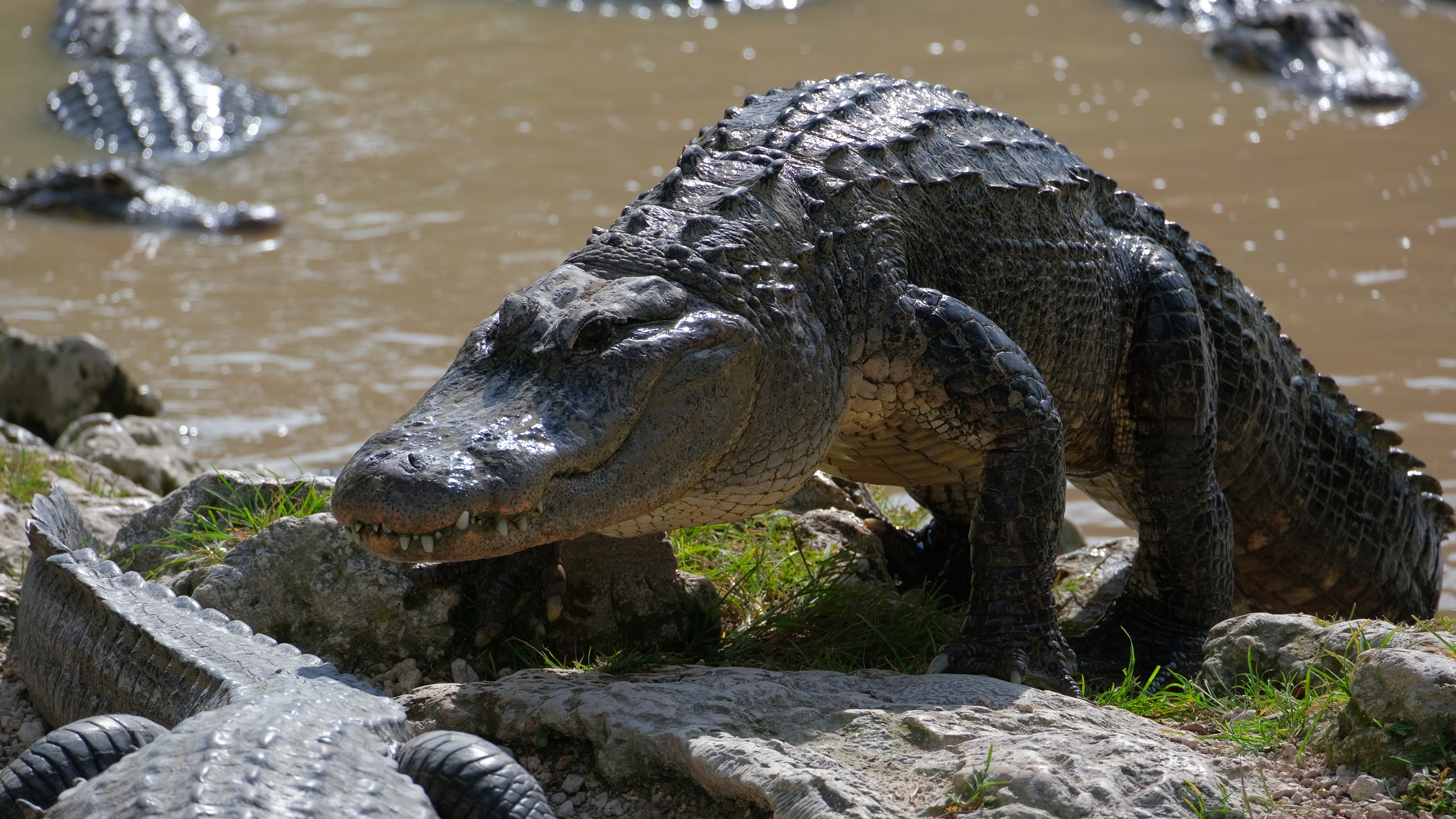 Large alligator climbing up a bank with lots of other alligators around