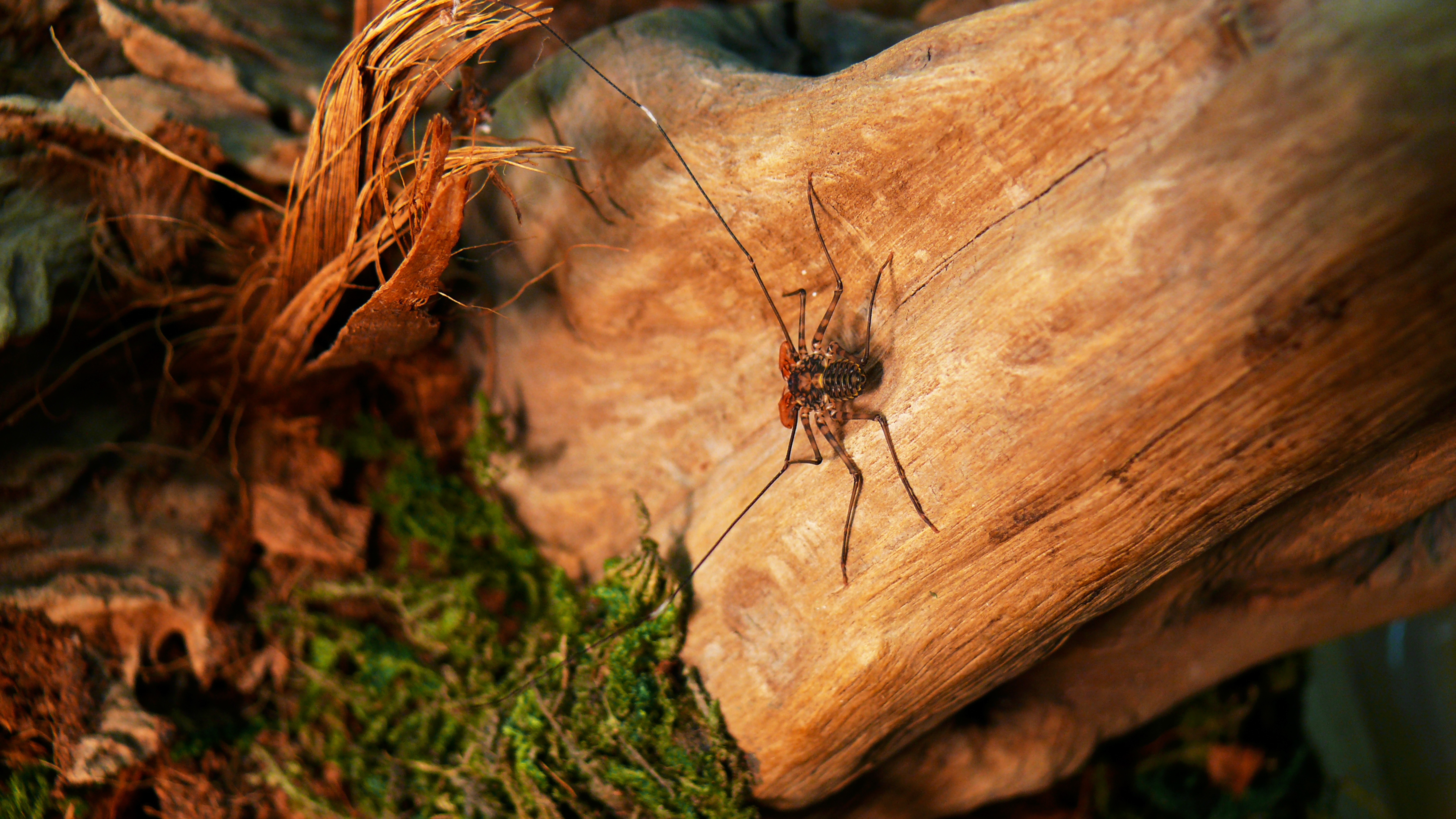 Tailless whip scorpion on a tree trunk in a pet care set up. The long front legs are modified into antenna-like structures that are stretched out before it. They are very long and thin.