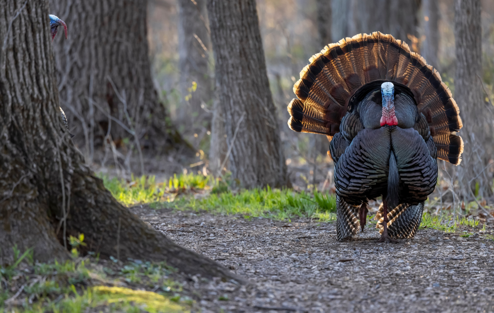 a wild turkey among some trees, a second is hiding behind a tree trunk