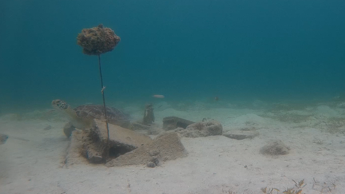 a turtle at a cleaning station with some fish