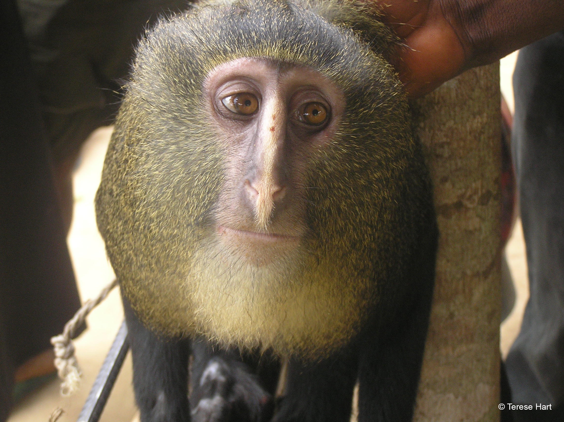 A close up of the lesula's face with huge brown eyes and a yellow and black mane around the face. The animal looks very human. 