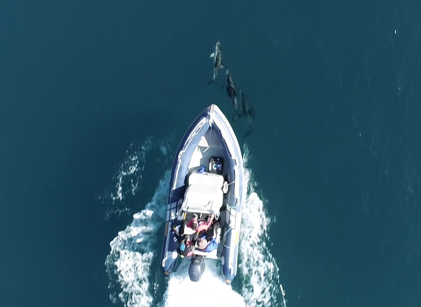 Dusky dolphins bow-riding a research boat