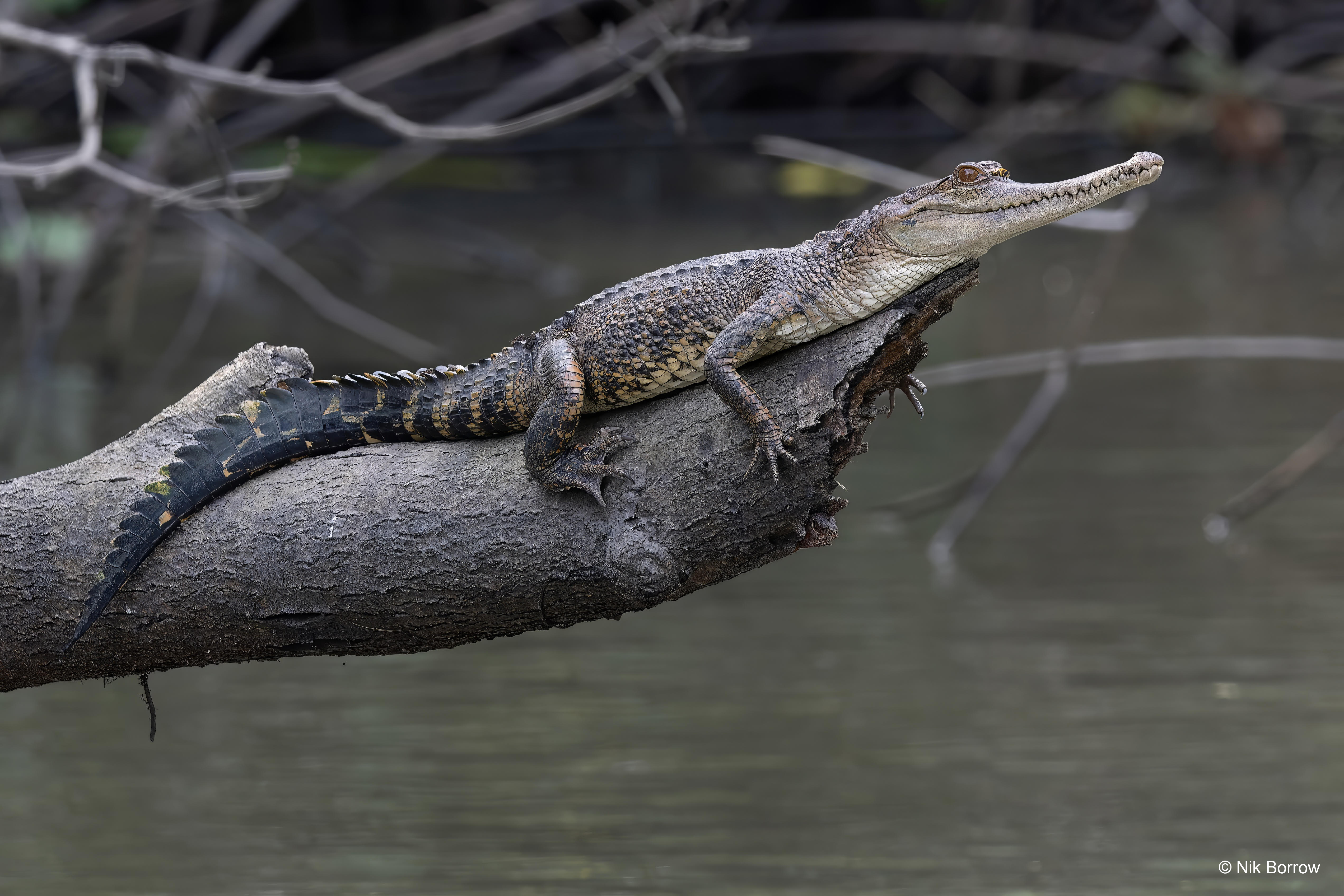 A crocodile lies on a tree trunk over a murky river. The croc has a long slender snout and webbed back feet.