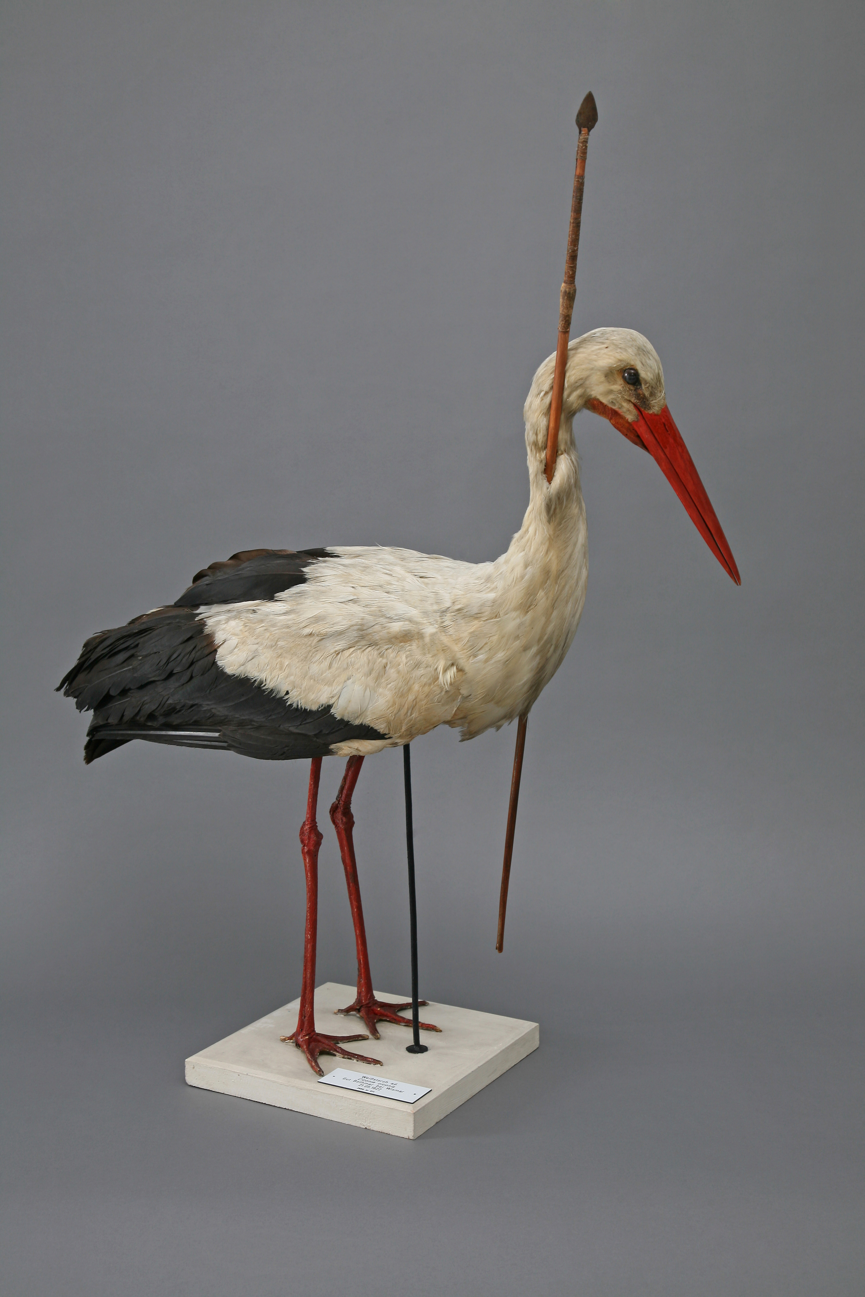 Stork with a spear through its neck