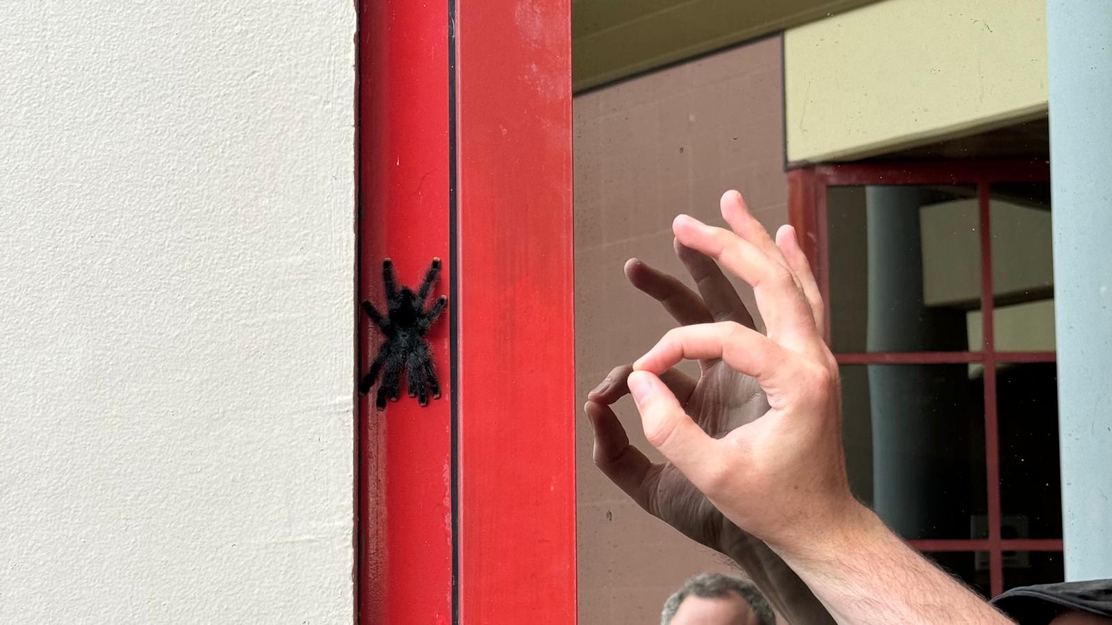 A red door with a tarantula on its border. Someone's hand is near it to give a sense of scale. It is as big as the palm of one's hand