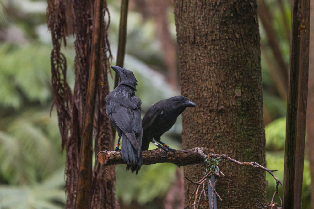 two alala on a branch