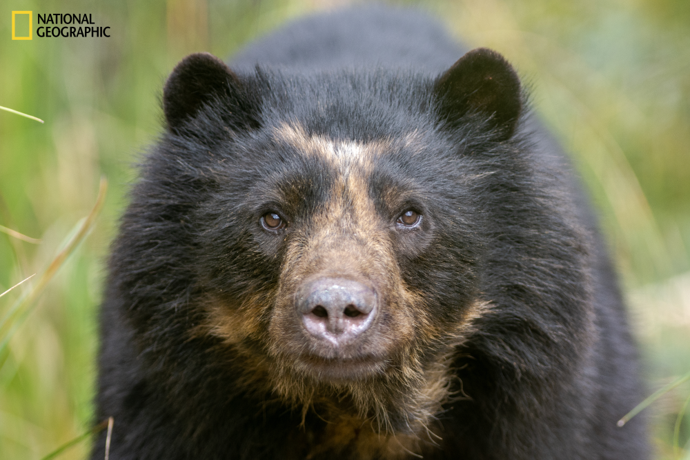 an andean bear staring at the camera, it has dark fur and a light brown snout