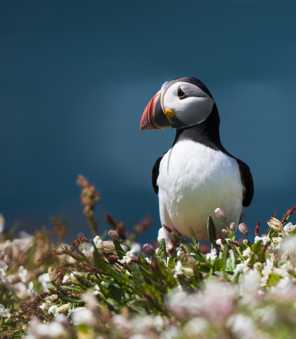 an atlantic puffin standing among some flowers