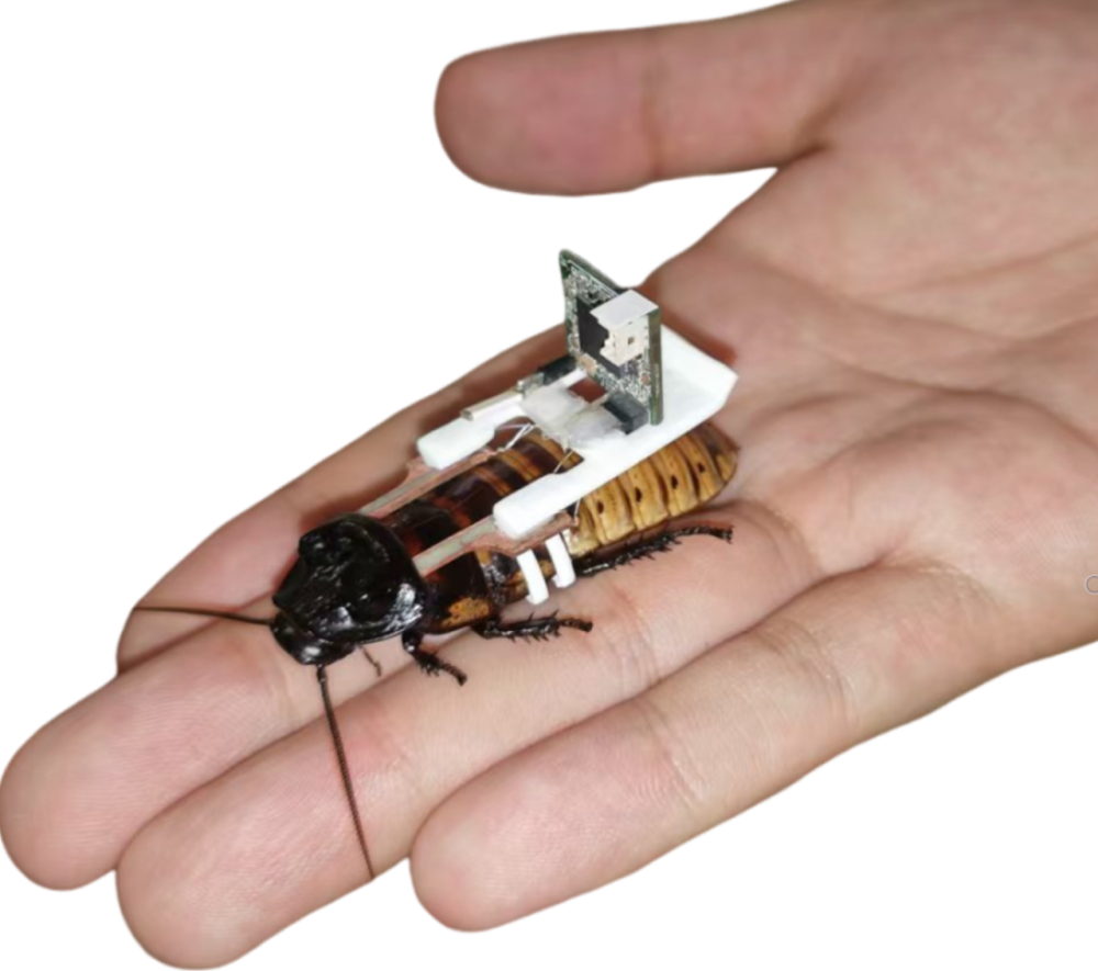 a cockroach with a backpack with a chip, it is now a cyborg