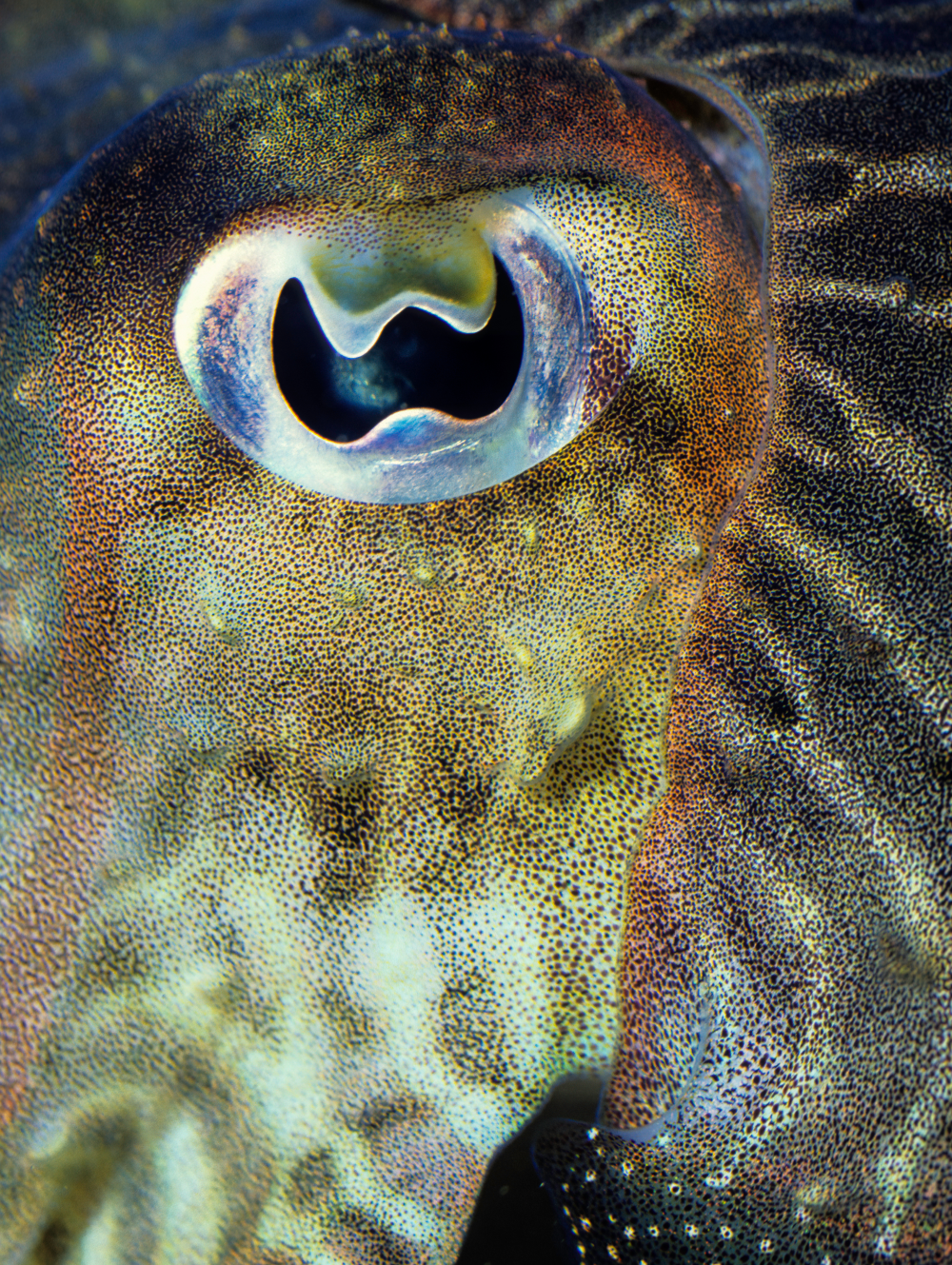 a cuttlefish eye close up shows it has a wiggly pupil