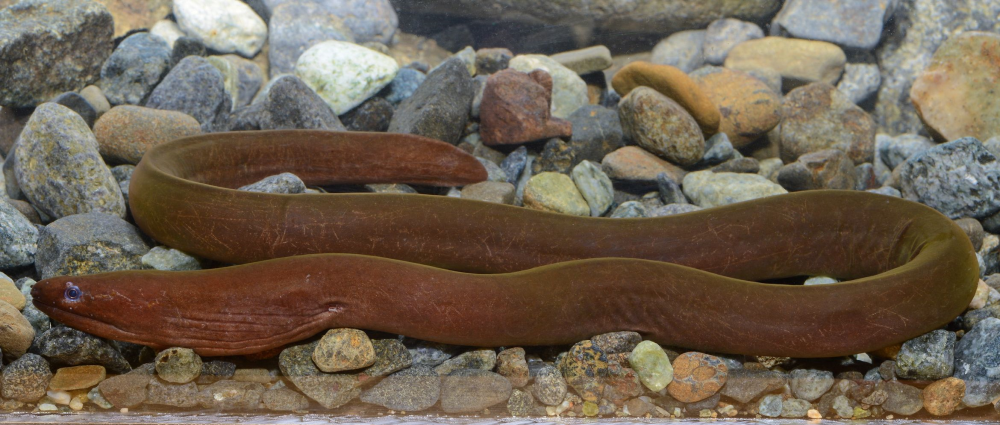 a new species of eel has dark coloration sitting on rocks