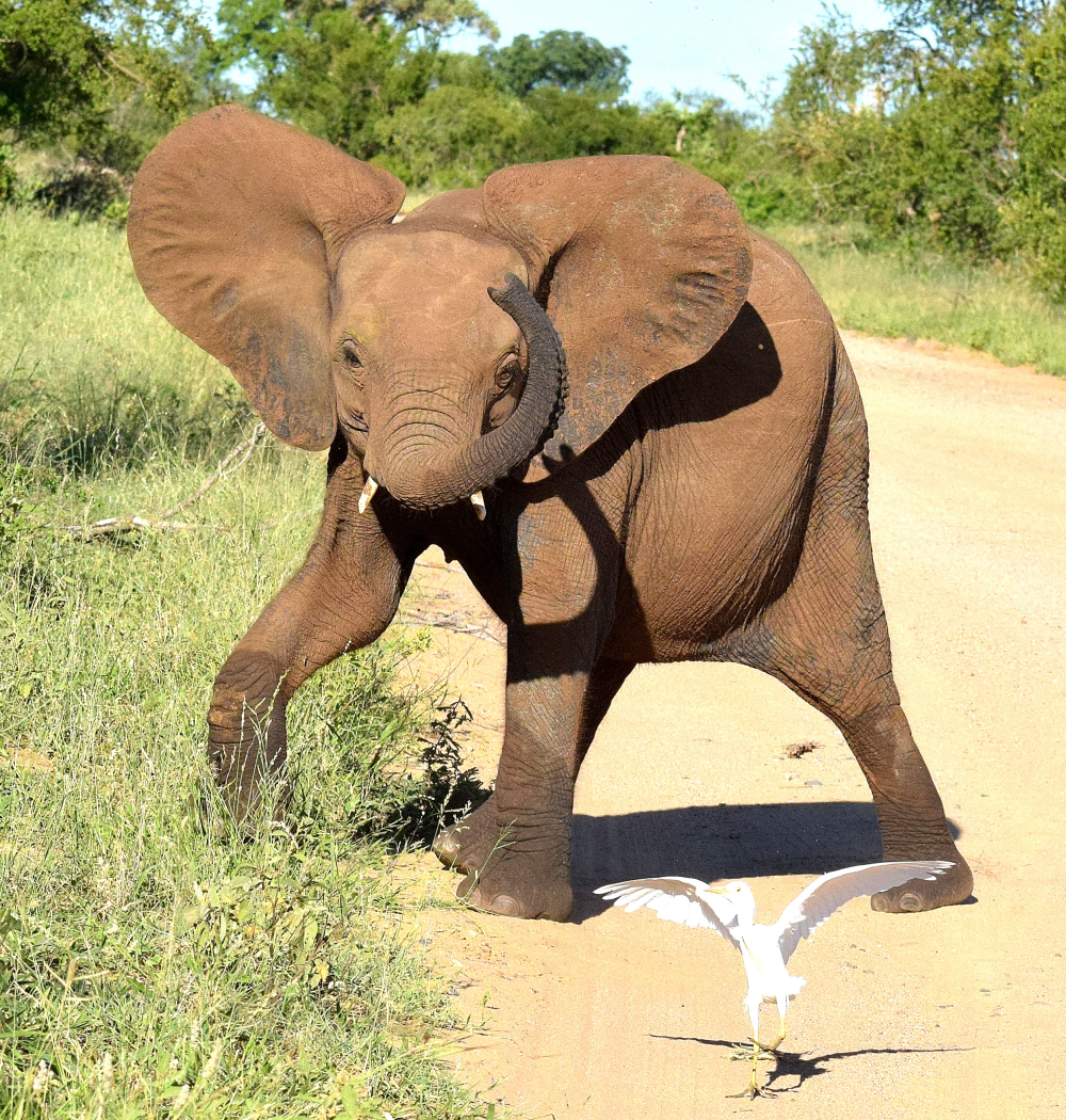 a baby elephant trying to startle a bird, the bird is standing its ground with wings held up