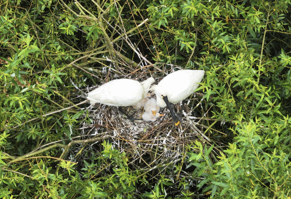 An adult pair of spoonbills nesting with their teaspoons.