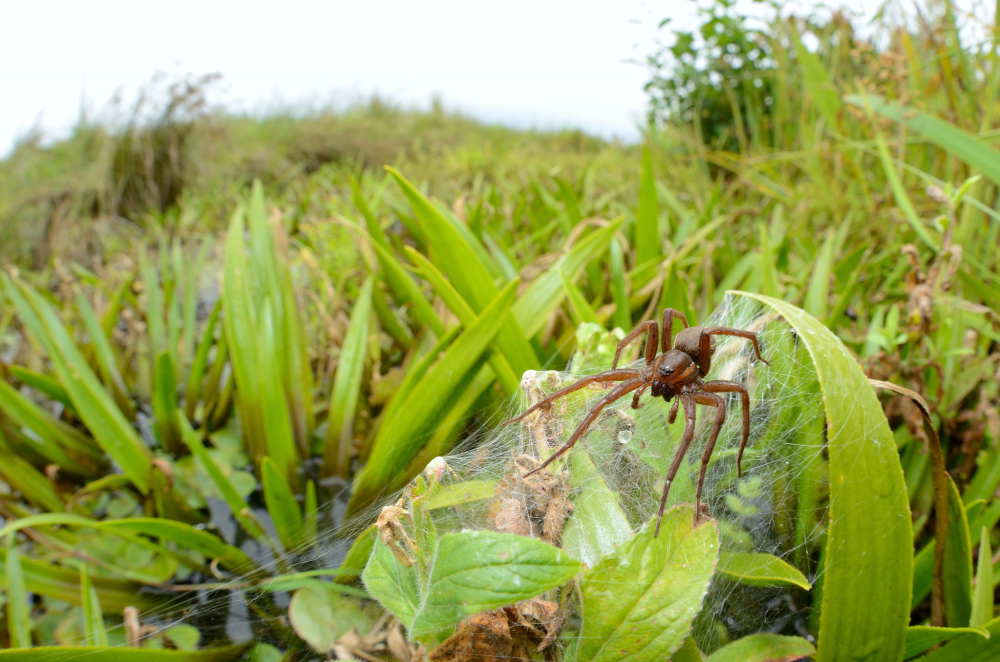 A fen raft spider female guarding an egg sac.